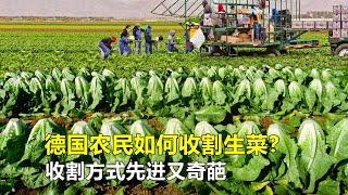 德国农民如何收割生菜？收割方式先进又奇葩，不愧是农业发达国家！