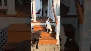  The Funniest Cats Videos of the August 2024