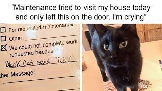 Hilarious Photos That Prove Cats Are The Biggest Jerks