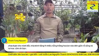 Các bệnh thường gặp ở lan kiều (thủy tiên) và cách phòng trị