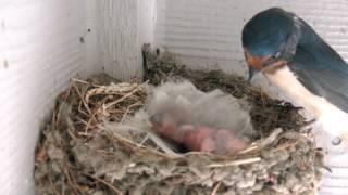 Baby Barn Swallows - Day1