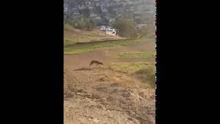 Corona Heights Coyote