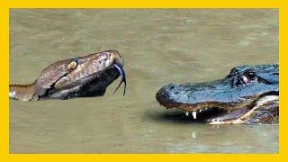 PITON vs JACARÉ: WHO WINS THIS BATTLE? PHITON vs ALLIGATOR.