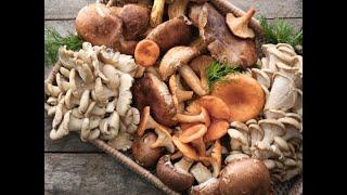 LEARN INTERESTING  FACTS ABOUT MUSHROOMS