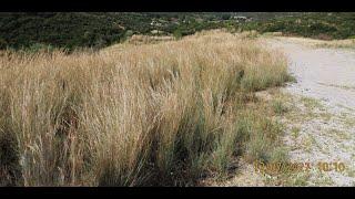 Hyparrhenia hirta   common thatching grass   and Coolatai grass   Greece  by  Theo