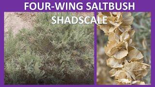 FOUR-WING SALTBUSH, SHADSCALE, Atriplex canescens (Chamiza), Anza-Borrego, Sonoran Desert