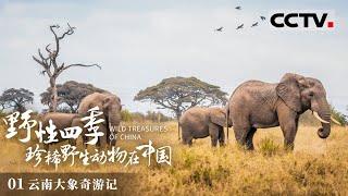 《野性四季 珍稀野生动物在中国》聚焦国宝级珍稀野生动物！感受野性纯粹的生命之美！EP01【CCTV纪录】