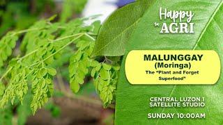 Malunggay (Moringa): The "Plant & Forget Superfood" | Happy sa Agri | November 03, 2024