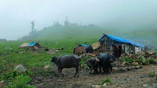 Naturally Himalayan Shepherd Life||Real Nepali Himalayan Shepherd Village Life||Rural Nepali Life||