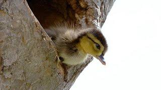 Brave Wood Ducklings Take 30-Foot Leap of Faith