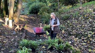 Creating a Stumpery | Adding shade plants | Ferns, Pulmonaria & Tiarella