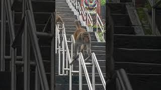 Playful Monkeys on the Slide #shorts #monkey