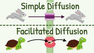 Diffusion: Simple Diffusion vs Facilitated Diffusion, & Factors Affecting Rate of Diffusion