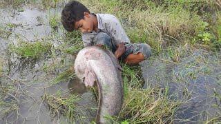 Hand Fishing Video.  Search & Catfish In Secret Big grass Hole  Big Catfish Catching Rainy Season.