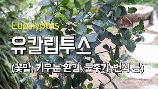 유칼립투스 키우기  물을 잘 주는데 왜 시들까 (꽃말, 키우는 환경, 물주는요령, 비료 등)