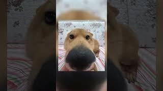 Se vc rir de alguma dessas imagens de cachorro seu humor está quebrado Pt.2 #short