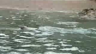 Ballestas islands seals swimming