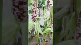 Home Gardening Ideas. How to Grow Corn in Plastic Containers at Home for Beginners #homegardening