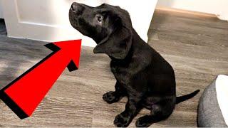 Labrador Puppy Learns To Spin!!