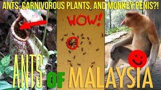 Amazing Exotic Ants of Malaysia