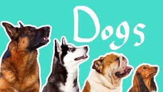 15 Dog Breeds | Dogs for Kids