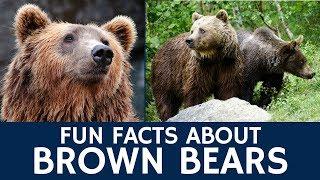 Interesting Brown Bear Facts – Documentary Video for e-Learning and Education