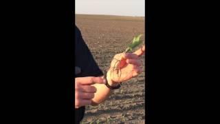 360 Yield Minute - Early Crop Scouting - Ron Lloyd