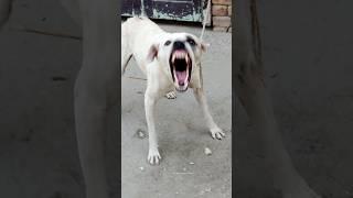 "Aggressive Dog Barking! | Real Sound & Safety Tip #shorts"