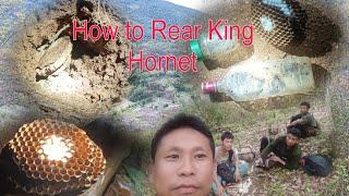 How to Rear/ Asian King Hornet/L.Kajiri Vlog...