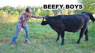 What I Learned Raising Beef Cattle on My Homestead (so far)