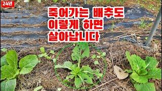 이렇게 하면  죽어가는 배추를 기사회생 시킬 수 있습니다