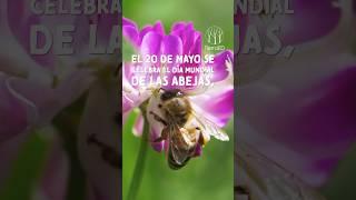 Día mundial de la abejas #abejas