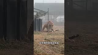 老虎發現有人靠近，馬上警覺猛衝襲來 #animals #nature #tiger