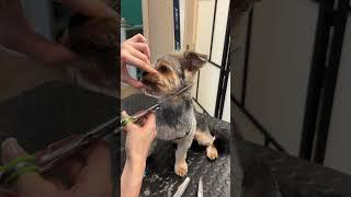 How I trim yorkshire terrier face