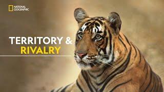 Legacy of the Queen Tiger | Clash Of Tigers | हिंदी | Full Episode | S1 - E1 | Nat Geo Wild