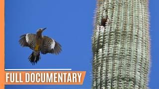 Exploring North America's Diverse Sonoran Desert | Full Documentary