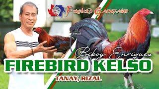 FARM VISIT: FIREBIRD GF (RED KELSO) - of Mr. Biboy Enriquez