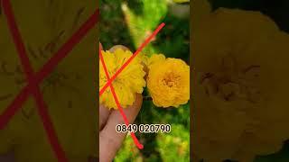 HÀNG CHẤT LƯỢNG VÀ HÀNG KÉM CHẤT LƯỢNG NẰM Ở KHUNG HÌNH NÀY