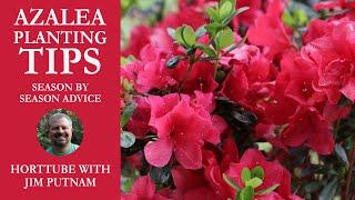 Azalea Planting Tips - Season by Season Advice