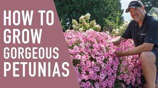 How to Grow Gorgeous Petunias || West Coast Gardens