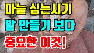 마늘종자준비 벌마늘없이 마늘 수확하려면 이렇게 준비하세요