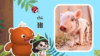 Early Learners | Pigs of Many Talents | Emmy&GooRoo Nature Class | Kids Cartoons [SUBS]