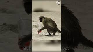 The Hilarious Consequences of Drunk Monkeys