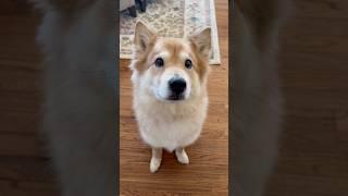 Is it a loop?  #cute #funny #dog #shorts #funny