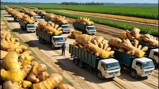 Harvesting Millions of Tons of Ginger | From Farm to Processing Factory