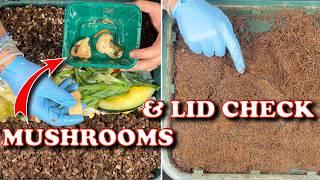 Worm Tower Lid Check & Mushroom Feeding | Vermicompost Worm Farm