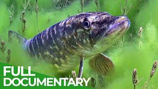 Germany's Wild Reservoirs | Free Documentary Nature