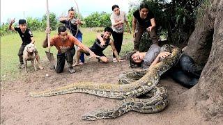 6 brave hunters with pit bulls confront 2 giant pythons to save beautiful girls.