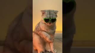 OMG WHAT DOES MY CAT DO WHILE I'M NOT AT HOME  #cat #cats