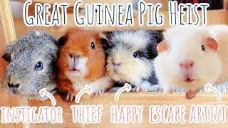 Guinea Pig Mystery Solved | How They Pulled It Off